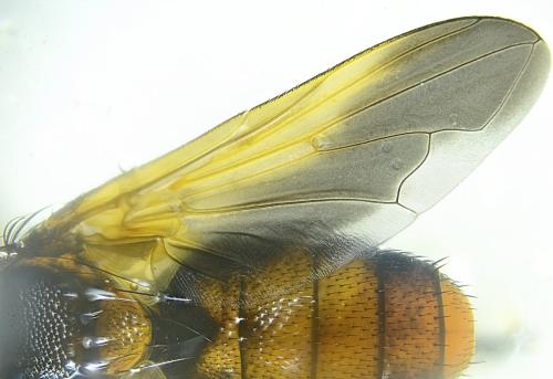 Trichopoda pictipennis